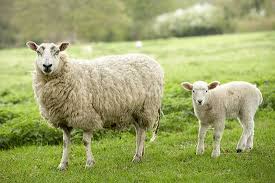 W Nowej Zelandii jest 20 razy więcej owiec niż ludzi - WP Wiadomości