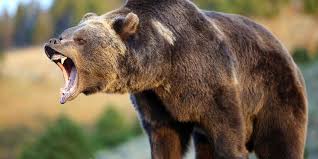 Niedźwiedź grizzly - niedźwiedź szary (grizli) | DinoAnimals.pl