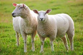 Dzięki programowi "Owca Plus" w dziesięć lat potrojono pogłowie owiec -  Biznes w INTERIA.PL